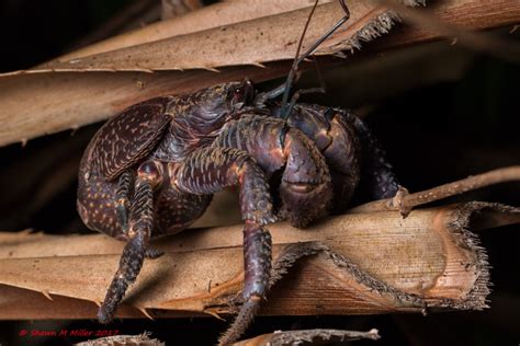 The Coconut Crab Terrestrial Hermit Crabs Of The Ryukyu Islands