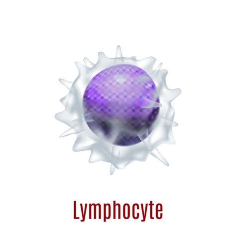 Best Lymphocytes Illustrations Royalty Free Vector Graphics And Clip Art