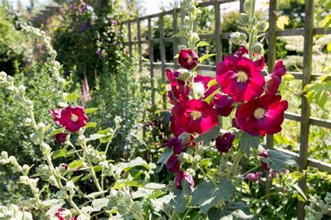How To Grow Hollyhocks Bbc Gardeners World Magazine