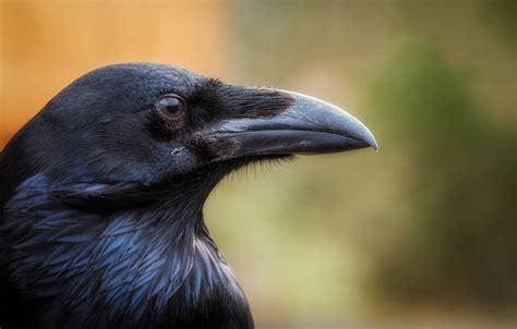 Wallpaper Bird Black Beak Raven Images For Desktop Section животные