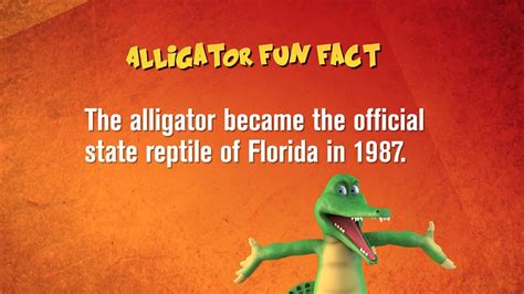 Everglades Holiday Park Alligator Fun Facts Youtube