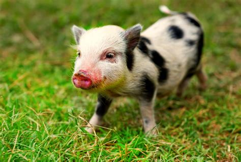 Juliana Mini Pigs Facts Pictures Origin And Characteristics Pet Keen