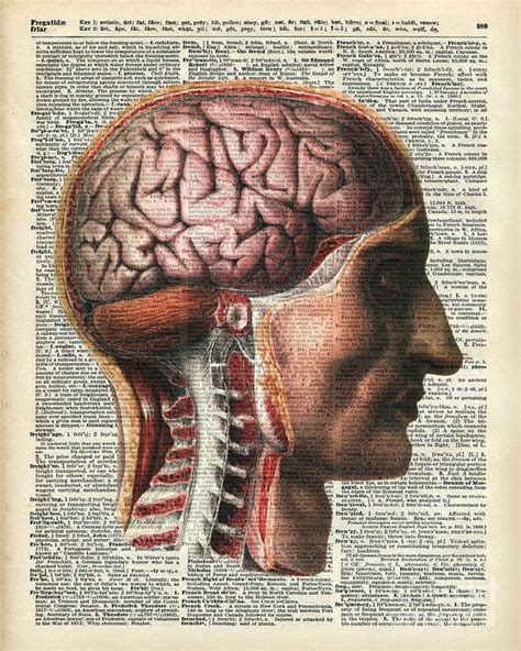 Vintage Human Anatomy Poster