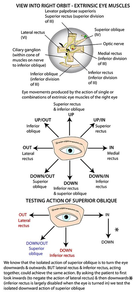 Diagram Of The Eye Muscles Diagram Media