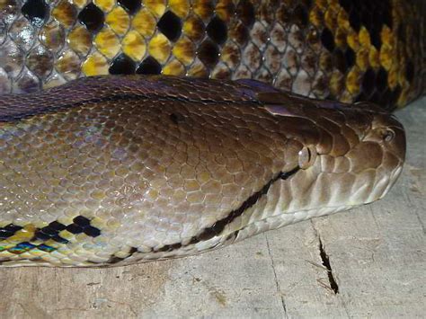 Common Snakes Of Thailand