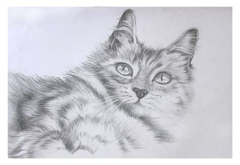 lukisan kucing 3d