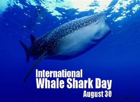 Svc Zoology International Whale Shark Day