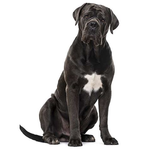 Cane Corso Dog Breed Information Temperament And Health