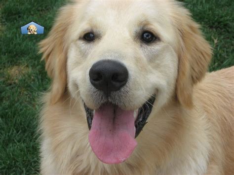 Easy pet adoption in los angeles, ca. Golden Retriever Club of Greater Los Angeles Rescue - Pet ...