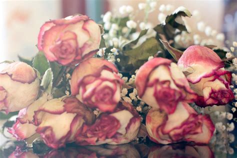 Pink Rose Bunch Of Flower Floral And Withered Rose 4k Hd Wallpaper