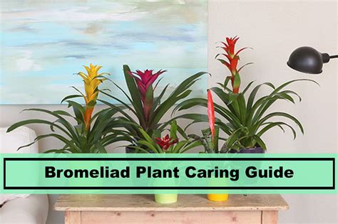 Bromeliad Plant The Basics And Caring Tips Of Raising It Indoors