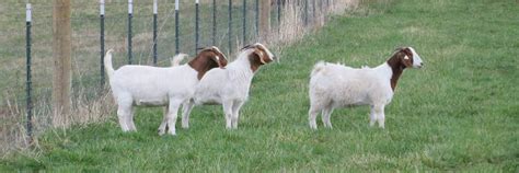 Goats For Land Management Farm And Dairy