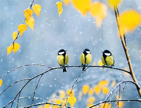 Winter Birds Amac The Association Of Mature American Citizens