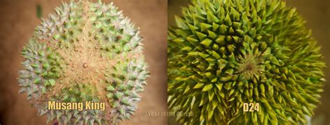Fresh durian from the tree is best. How to Identify Musang King and D24 - Year of the Durian