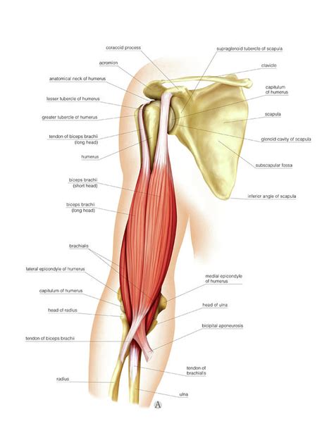 Anterior Muscles Of Forearm Photograph By Asklepios Medical Atlas