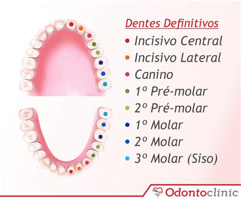 Dentes De Leite E Definitivos Odontoclinic Clinica Dentária