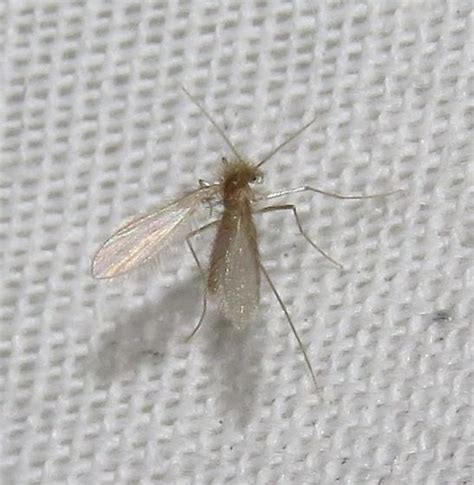 Sand Fly Lutzomyia Bugguide Net