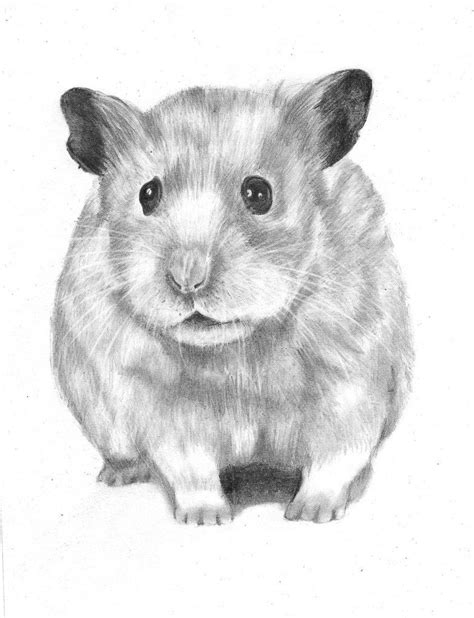 Hamster Drawing