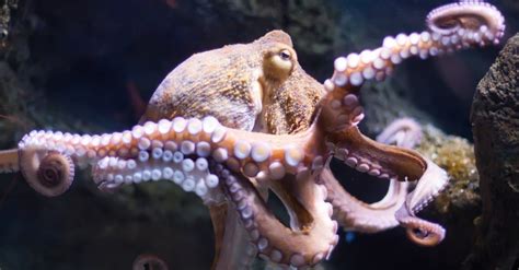 What Do Octopus Eat A Z Animals