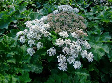 Herbal Picnic Common Hogweed Cow Parsnip