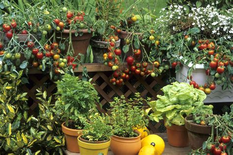 How To Grow A Garden In Small Space