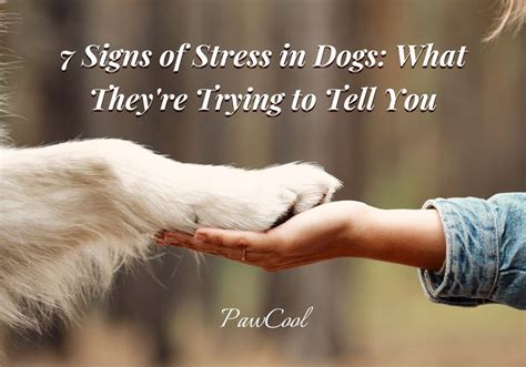 7 Signs Of Stress In Dogs What Theyre Trying To Tell You
