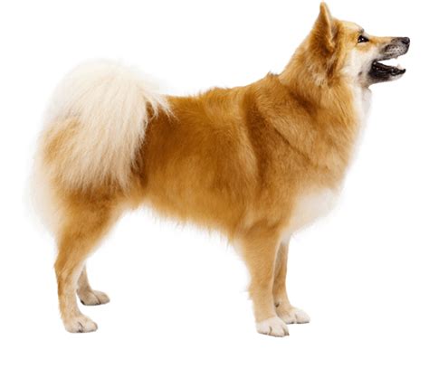 Icelandic Sheepdog Dog Breed Facts And Information Wag Dog Walking