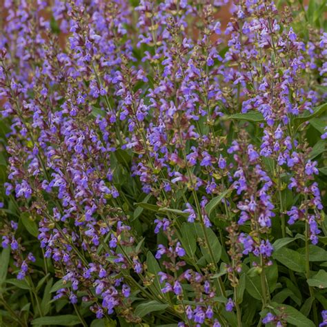 Sage Seeds Salvia Officinalis Monticello Shop