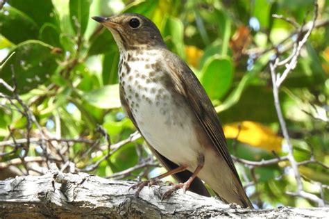 Florida Thrush Ids Photo Help Me Identify A North American Bird