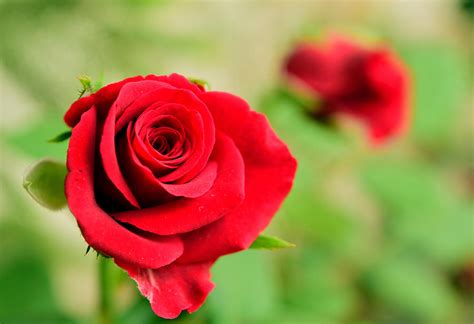 Bright Red Rose Photograph By Shreeharsh Ambli Fine Art America