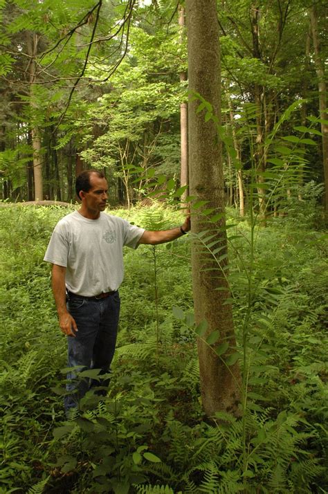 Central Pennsylvania Forestry Invasive Species Highlight Tree Of