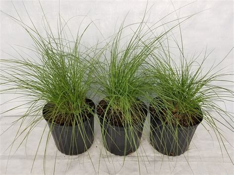 Buy Muhlenbergia Capillaris Gulf Coast Muhly Grass Hair Awn Muhly