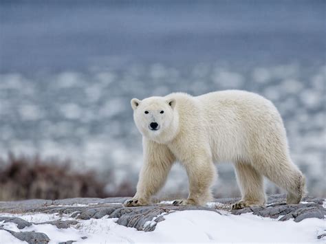 Polar Bears And Their Habitat Teach Besides Me