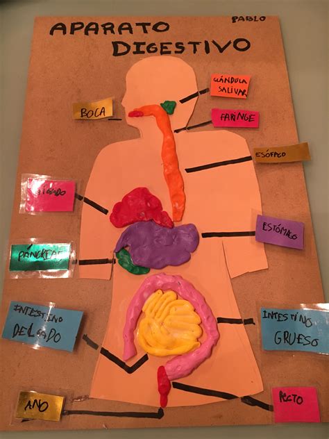 Ficha Interactiva De Sistema Digestivo Para Cuarto De Primaria Images