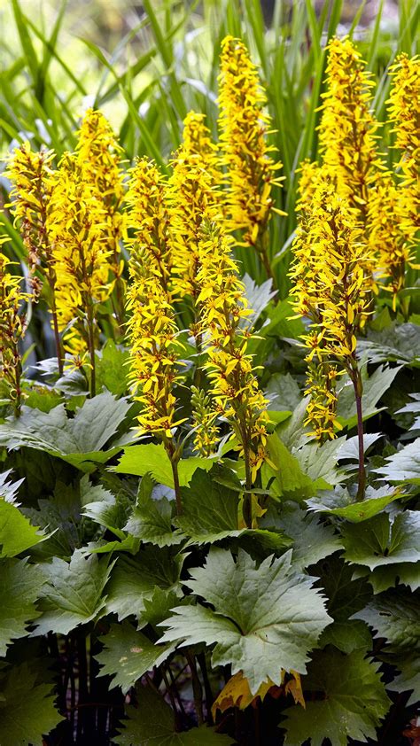 Perennial Flowers For Shade Shade Flowers Perennial Yellow