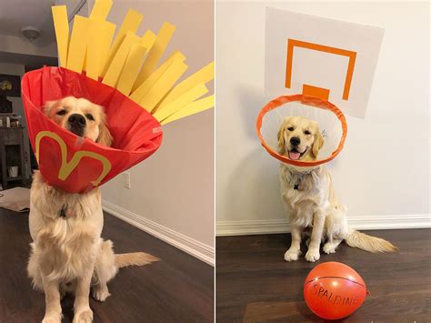 Dog Cone Of Shame Costumes Photos