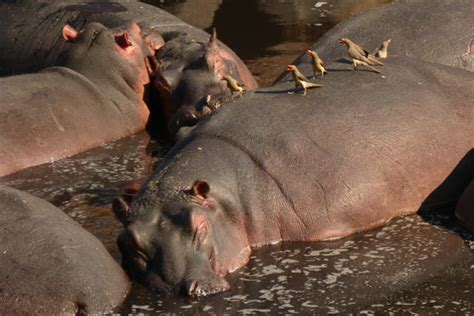 Environmental Monitor Hippo Dung Revealed As Important Food Source In