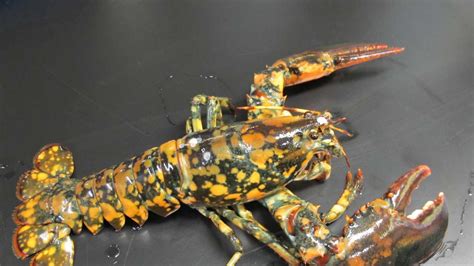 Photos Other Rare Lobsters Caught Off Maine Coast