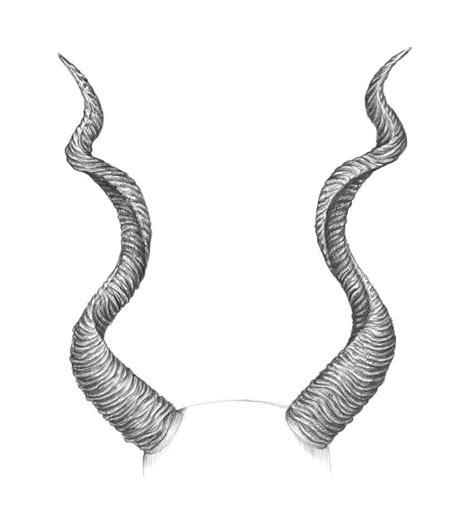 Ram Horns Drawing Reference