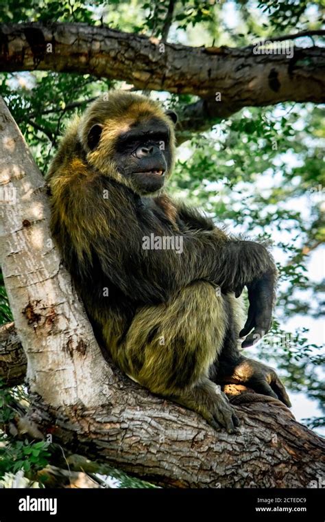 Young Gigantic Male Chimpanzee Sleeping And Relaxing On A Tree In