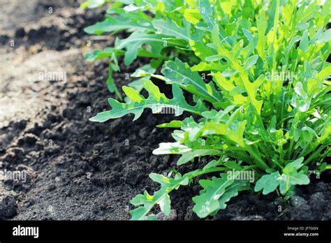 Arugula Plant Growing In Organic Vegetable Garden Stock Photo Alamy