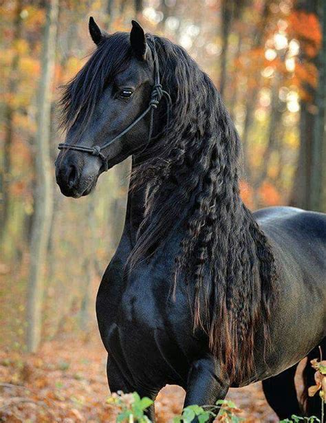 Very Pretty Horse Most Beautiful Horses All The Pretty Horses Animals