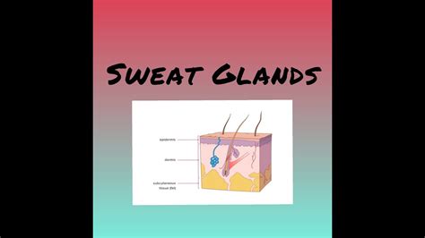 Sweat Glands Sebaceous Glands Ceruminal Glands Physiology Youtube