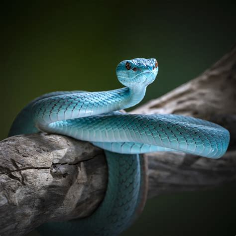 The Blue Viper Snake License Download Or Print For £744 Photos