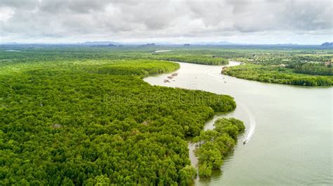 Mangrove Tree Forest Stock Photo Image Of Drone South 83800146