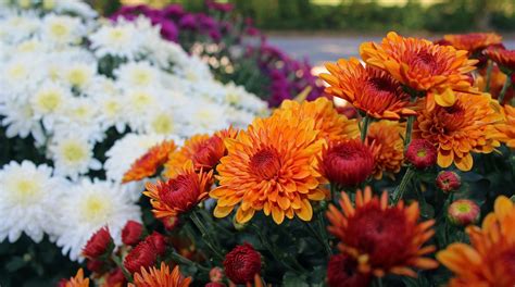 Perennial Mums How To Overwinter Mums The Old Farmers Almanac