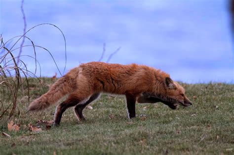 Ann Brokelman Photography Red Fox Released Back In Wild December 8 2014