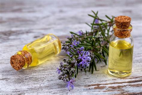 Why Use Rosemary Oil For Hair Growth Helps With Androgenic Alopecia Hair Buddha