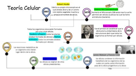 Linea Del Tiempo Teoria Celular En 2020 Teoria Celular Historia De