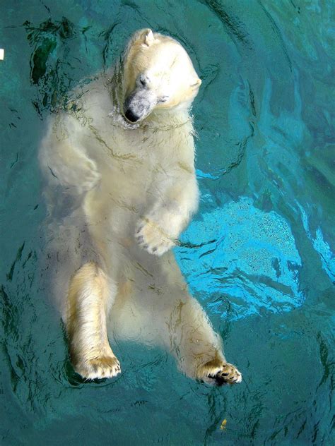 Baby Polar Bear Seaworld Peepsburghcom